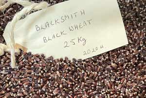 Blacksmith wheat