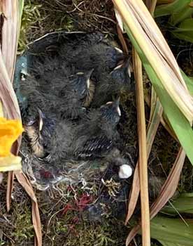 Young wagtails in nest