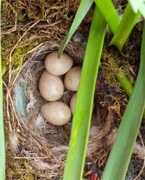 Eggs in the nest