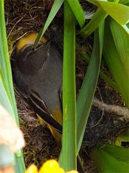 Grey wagtail on nest
