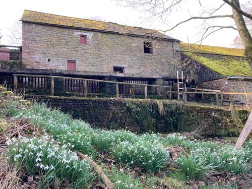 The mill with snowdrops