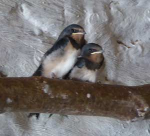 Swallows on a beam in the barn